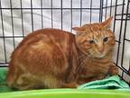 Adopt Jolly a Orange or Red Tabby Domestic Shorthair cat in Smyrna