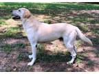 Adopt MAJOR a Yellow Labrador Retriever