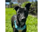 Adopt Estrella a Black - with White Retriever (Unknown Type) / Jindo / Mixed dog