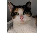 Adopt Celeste a White Domestic Shorthair / Domestic Shorthair / Mixed cat in