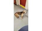 Adopt sailor a Brown/Chocolate Hound (Unknown Type) / Mixed dog in Amelia