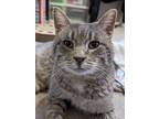 Adopt Sydney Bellow *$pecial fee FIV+ a Gray or Blue Domestic Shorthair /