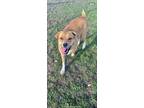 Adopt Betty a Tan/Yellow/Fawn American Staffordshire Terrier / Great Pyrenees /