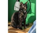 Adopt Clementine Hope a All Black Domestic Shorthair / Domestic Shorthair /