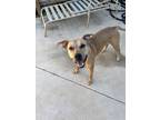 Adopt Seren a Tan/Yellow/Fawn Carolina Dog / Boxer / Mixed dog in Gainesville