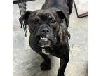Adopt Piper a Brindle Boxer / Mixed Breed (Medium) / Mixed dog in Patchogue