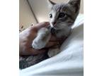 Adopt Heat Miser a Gray or Blue Domestic Shorthair / Domestic Shorthair / Mixed