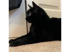 Adopt Kipper a All Black Domestic Shorthair / Mixed cat in FREDERICK