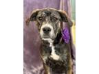 Adopt Raven a Brindle - with White Cane Corso / Pit Bull Terrier / Mixed dog in