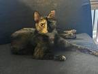 Adopt Bonnie a Tortoiseshell Domestic Shorthair (short coat) cat in Anaheim