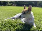 Adopt MIA a White - with Tan, Yellow or Fawn Corgi / Terrier (Unknown Type