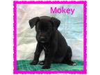 Adopt Mokey a Labrador Retriever dog in Wichita Falls, TX (38094165)