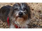 Adopt Jesse a Brown/Chocolate - with White Terrier (Unknown Type