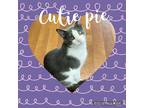 Adopt Cutie Pie a Black & White or Tuxedo Domestic Shorthair (short coat) cat in
