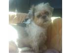 Adopt Thoebe OS a Tan/Yellow/Fawn Mixed Breed (Small) / Mixed dog in Las Vegas