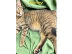 Adopt Grey a Brown Tabby Domestic Shorthair (short coat) cat in Midland