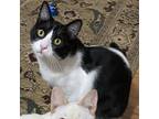 Adopt Felix a Black & White or Tuxedo Domestic Shorthair (short coat) cat in