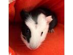 Adopt Jack a Guinea Pig small animal in Shelbina, MO (37847295)