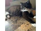 Adopt Oreo a All Black Domestic Longhair / Mixed cat in Casa Grande