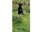 Adopt Kiara a Black - with White Australian Shepherd / Labrador Retriever /