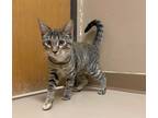 Adopt Phoenix a All Black Domestic Shorthair / Domestic Shorthair / Mixed cat in
