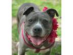 Adopt Candy a Gray/Silver/Salt & Pepper - with White American Pit Bull Terrier /
