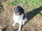Adopt BUCK a Tricolor (Tan/Brown & Black & White) German Shorthaired Pointer /