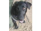 Adopt COAL a Black Labrador Retriever / Mixed dog in Reed City, MI (38097394)
