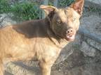 Adopt GRACIE a Red/Golden/Orange/Chestnut American Staffordshire Terrier /