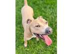 Adopt Hachi a Tan/Yellow/Fawn American Pit Bull Terrier / Mixed dog in Clinton
