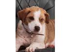 Adopt Larkspur a Pit Bull Terrier / Hound (Unknown Type) dog in Ola