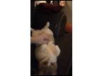 Adopt Ramona a Orange or Red Tabby Domestic Shorthair / Mixed (short coat) cat