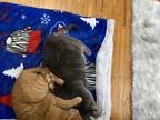 Adopt Nermal a Gray or Blue American Shorthair / Mixed (medium coat) cat in