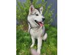 Adopt Teddy a White Alaskan Malamute / Mixed dog in Moncton, NB (38098266)