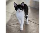 Adopt Johnny Rose a All Black Domestic Shorthair / Mixed cat in St.