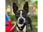 Adopt Miles a Black - with White Feist / Rat Terrier / Mixed dog in Carlsbad