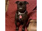 Adopt Ollee a Black Pug / Mixed dog in Grapevine, TX (38098587)