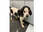 Adopt Bingo a White Mixed Breed (Large) / Mixed dog in Savannah, TN (38098679)