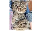 Adopt Symba a Brown Tabby Exotic (short coat) cat in Joplin, MO (38353242)