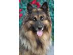 Adopt Bear von Bautzen a Black - with Tan, Yellow or Fawn German Shepherd Dog /