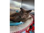 Adopt Alonzo a Gray or Blue Domestic Shorthair / Domestic Shorthair / Mixed cat