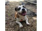 Adopt Marshmallow a White - with Tan, Yellow or Fawn Mixed Breed (Medium) /