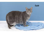 Adopt Sushi a Gray or Blue Domestic Shorthair / Mixed Breed (Medium) / Mixed