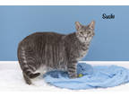Adopt Sushi a Gray or Blue Domestic Shorthair / Domestic Shorthair / Mixed cat