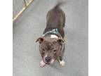 Adopt Princess a Gray/Silver/Salt & Pepper - with Black American Pit Bull