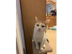Adopt QT Pie a White Calico cat in Smyrna, GA (33433287)