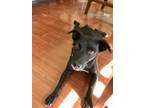 Adopt Tiki a Black Labrador Retriever dog in San Diego, CA (32999126)