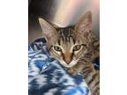 Adopt Snicker a Brown or Chocolate Domestic Shorthair / Domestic Shorthair /