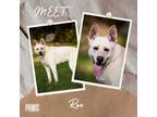 Adopt Rex a White German Shepherd Dog / Labrador Retriever / Mixed dog in