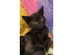 Adopt Twizzle a All Black Domestic Shorthair / Domestic Shorthair / Mixed cat in